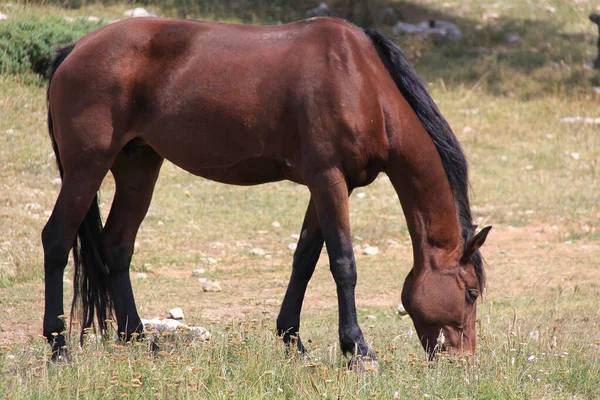 Lonely Horse Grazes Clearing Grass — Stock Photo, Image