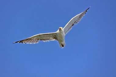 Gökyüzüne karşı güzel bir martı