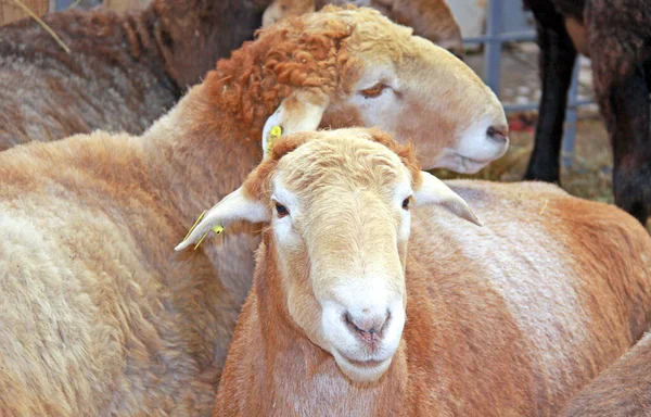 Prachtig Lam Boerderij — Stockfoto