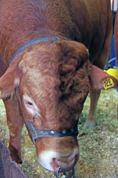 Красивая Корова Ферме — стоковое фото