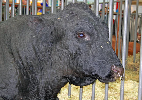 Beautiful Cow Farm — Stock Photo, Image