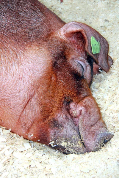 Mooi Varken Boerderij — Stockfoto