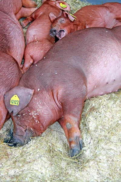 Bonito Porco Fazenda — Fotografia de Stock