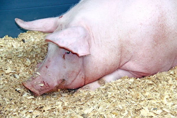 Mooi Varken Boerderij — Stockfoto