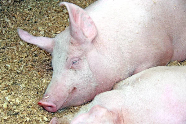 Mooi Varken Boerderij — Stockfoto