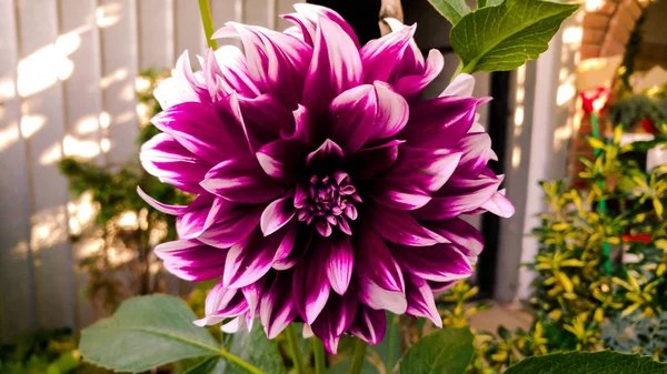 Lovely amazing colorful flower — Stock Photo, Image