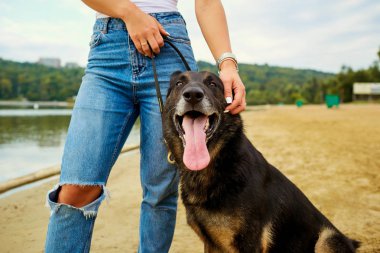 Bir Alman çoban portresi bir kız elleriyle.
