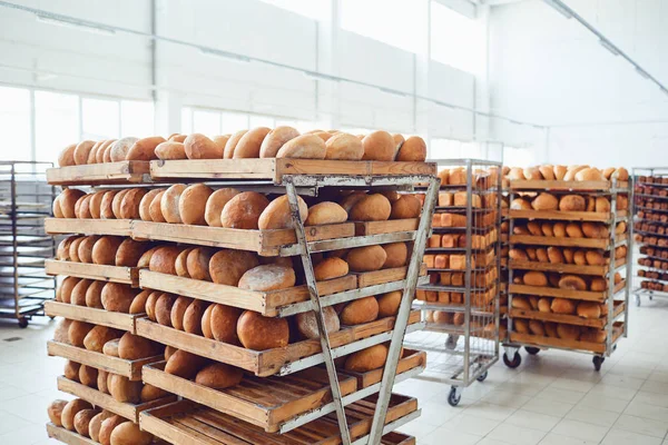 Лоток зі свіжим коричневим хлібом у пекарні . — стокове фото
