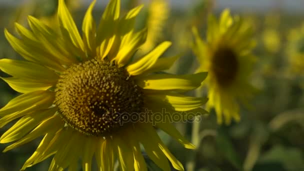 Heldere gele zonnebloemen zwaaiend in de slowmotion veld — Stockvideo