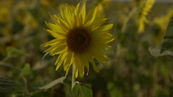 Tournesols jaune vif se balançant dans le champ au ralenti 