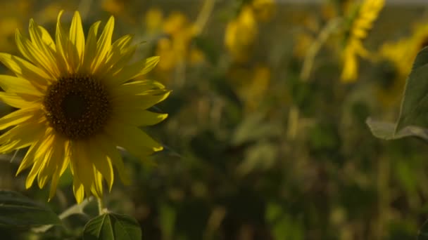 Tournesols jaune vif se balançant dans le champ au ralenti 