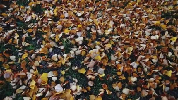 Feuilles d'automne sur le sol dans le parc — Video