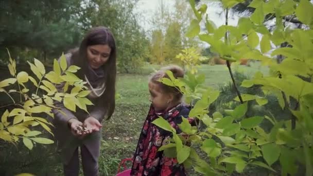 Мати і дочка в лісі знаходять гриби і кладуть у кошик — стокове відео