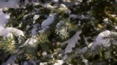 Karla kaplı çam ağacı üzerinde hangi bembeyaz kar yalan görüntüsünü kapatmak.