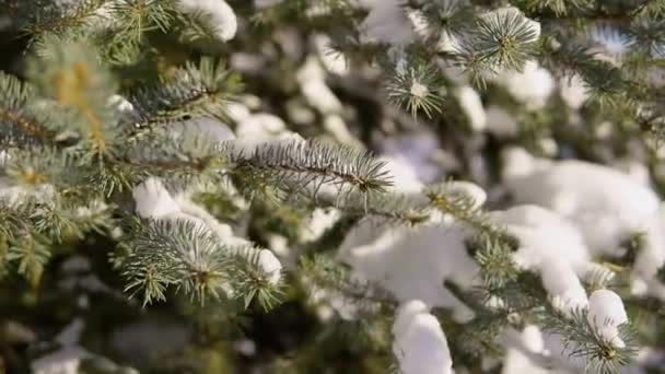 Close up shot of snow-covered fir-tree, which is covered with snow. — Stock Video