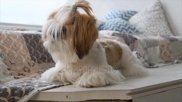 Close up of little shitsu dog lying on bed. — Stock Video