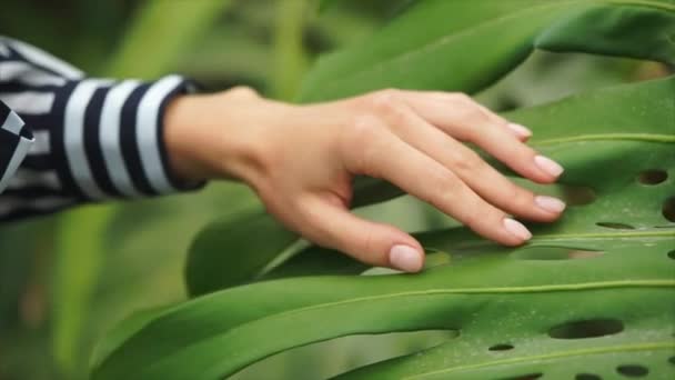 Beautiful woman hand stroking palm leaf. — Stock Video