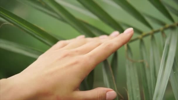 Belle femme main caressant la feuille de palme . — Video