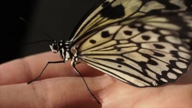 Güzel kelebek yandan oturan huzuriçinde olduğunu.