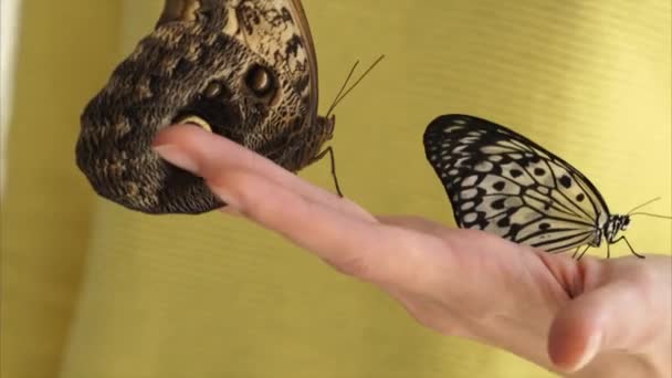 Gros plan des mains des femmes qui tiennent plusieurs papillons avec de grandes ailes — Video