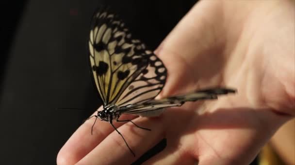 A pillangó ül a kezét, egy rovar szárnyak a szárnyait, és mozog a antennák — Stock videók