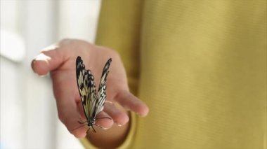 Kadının eldir holding büyük siyah ve beyaz kelebek, yakın çekim