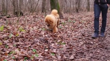 çok güzel ve komik köpek sonbahar ormanda çalış, o meraklı ve kabarık