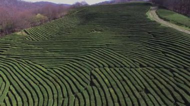 «Ana sayfa» görünümü yeşil çalılar tüm çay ağaçları birbirine yakın ekilir
