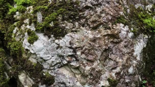 Close up shot of a relief stone or rock, which overgrown with moss and other greens — Stock Video