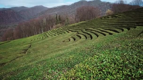 Vista de las plantaciones de té durante el crecimiento en otoño o primavera — Vídeos de Stock