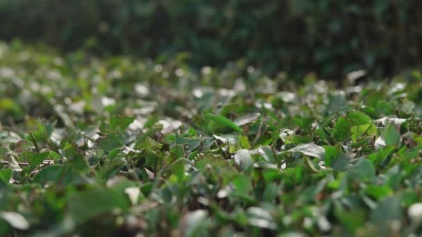 Primer plano plano de hojas verdes de té negro, que se cortan cuidadosamente — Vídeos de Stock
