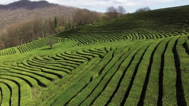 une vue d'en haut sur les plantations de théiers, la verdure pousse dans la journée 
