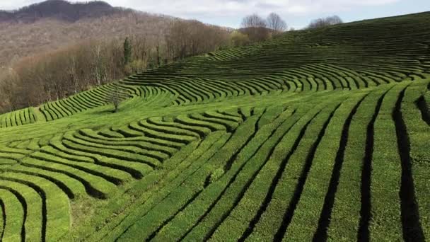 Вид зверху на плантації чайних кущів, вдень виростає зелень — стокове відео