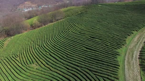 vue de dessus de la terre de secours, plantations vertes de thé noir dans la journée 