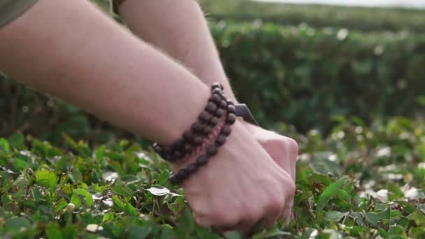 Close up shot of a mans hands who collects tea leaves on a warm day outdoors — Stock Video