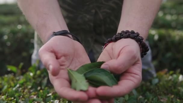 Close up shot of the mans hands, he demonstrates the ripped leaves of tea — Stock Video