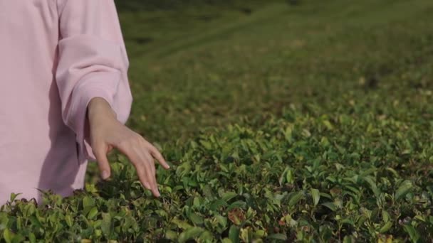 Tiro perto de uma mão das mulheres que está dirigindo seus dedos sobre a grama verde — Vídeo de Stock