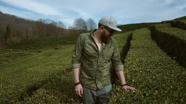 O jovem considera as plantas de chá para as quais ele caminha em um dia de verão — Vídeo de Stock