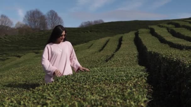 En ung kvinna är bland teplantager, hon berör bladverk — Stockvideo