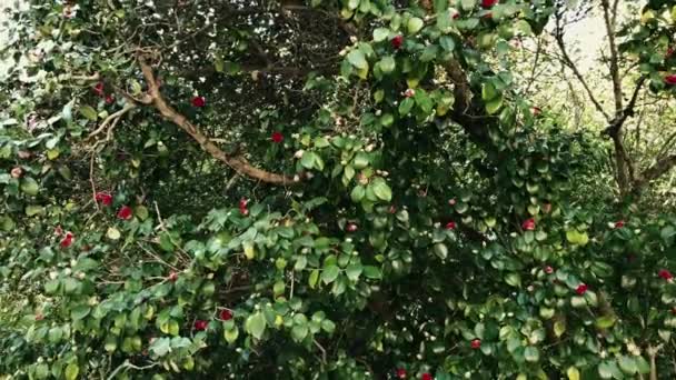 Großer grüner Baum im Park draußen — Stockvideo