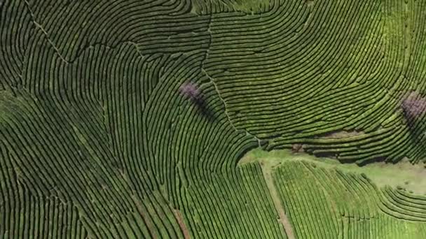 Drone au-dessus de la plantation de thé — Video