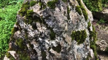 Rock niteliğine taze bir yosun ile