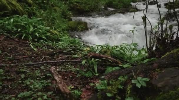 Waterstroom van bosrivier overdag, planten en gras — Stockvideo