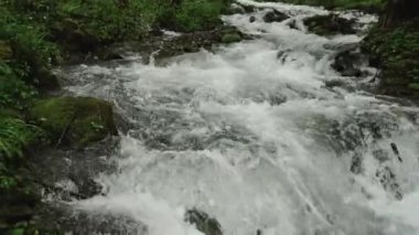 Yazın nehirle birlikte vahşi ormanın manzarası