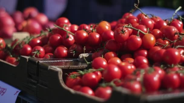야채를 따는 사람들의 체리 토마토 — 비디오