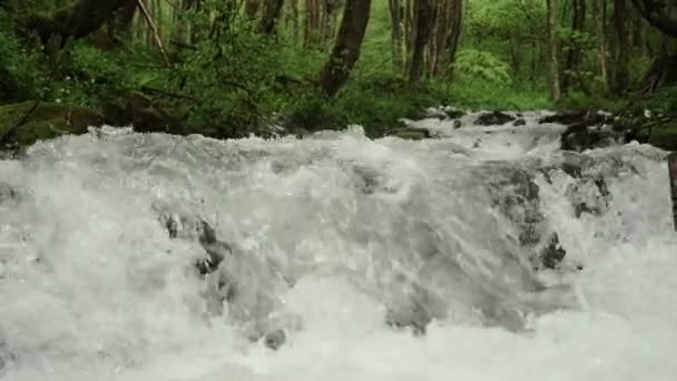 Мощная горная река в лесу — стоковое видео