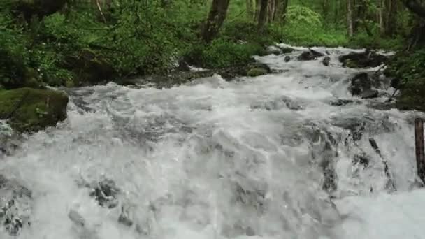 Paisagem com rio de montanha na floresta — Vídeo de Stock