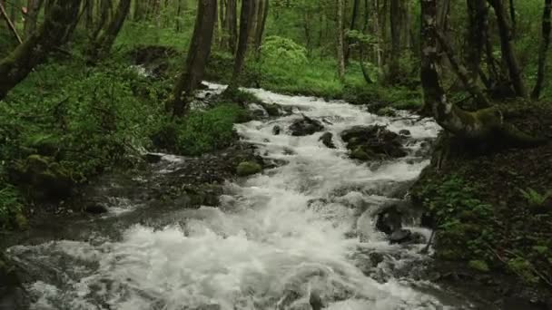 Flod i skogen — Stockvideo