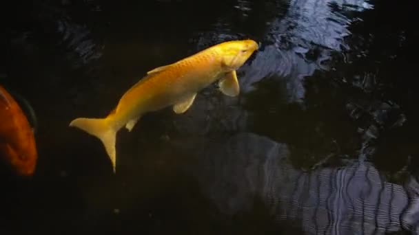 poissons jaunes nagent dans l'eau de l'étang décoratif 