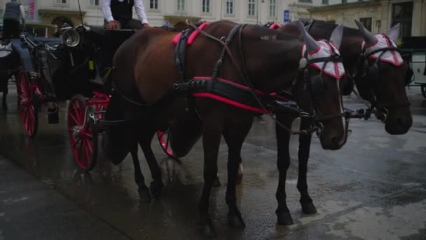 Vintage rijtuigen voor toeristen om de stad te zien. Wenen, Oostenrijk — Stockvideo